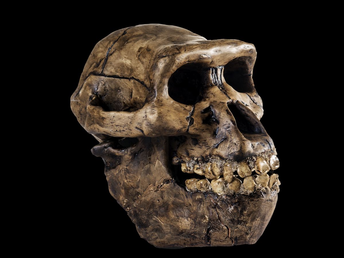 How many early human species existed on Earth? - Livescience.com