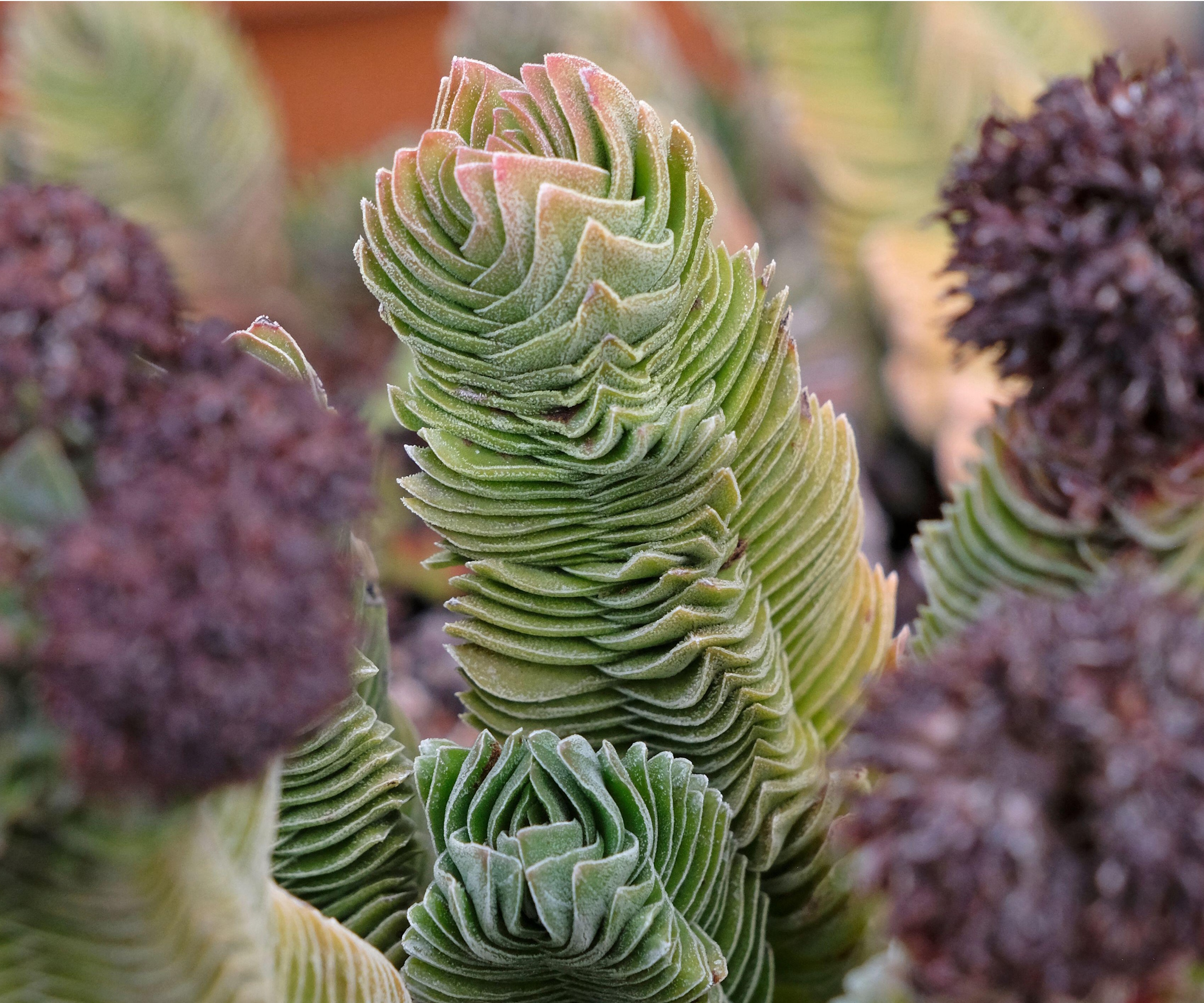 Crassula 'Buddha's Temple'