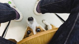 Dog hiding under human sitting on a chair