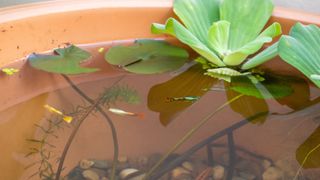 guppy fish in a plant pot pond