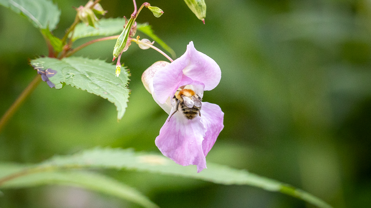 Bumblebee inside a pink flower