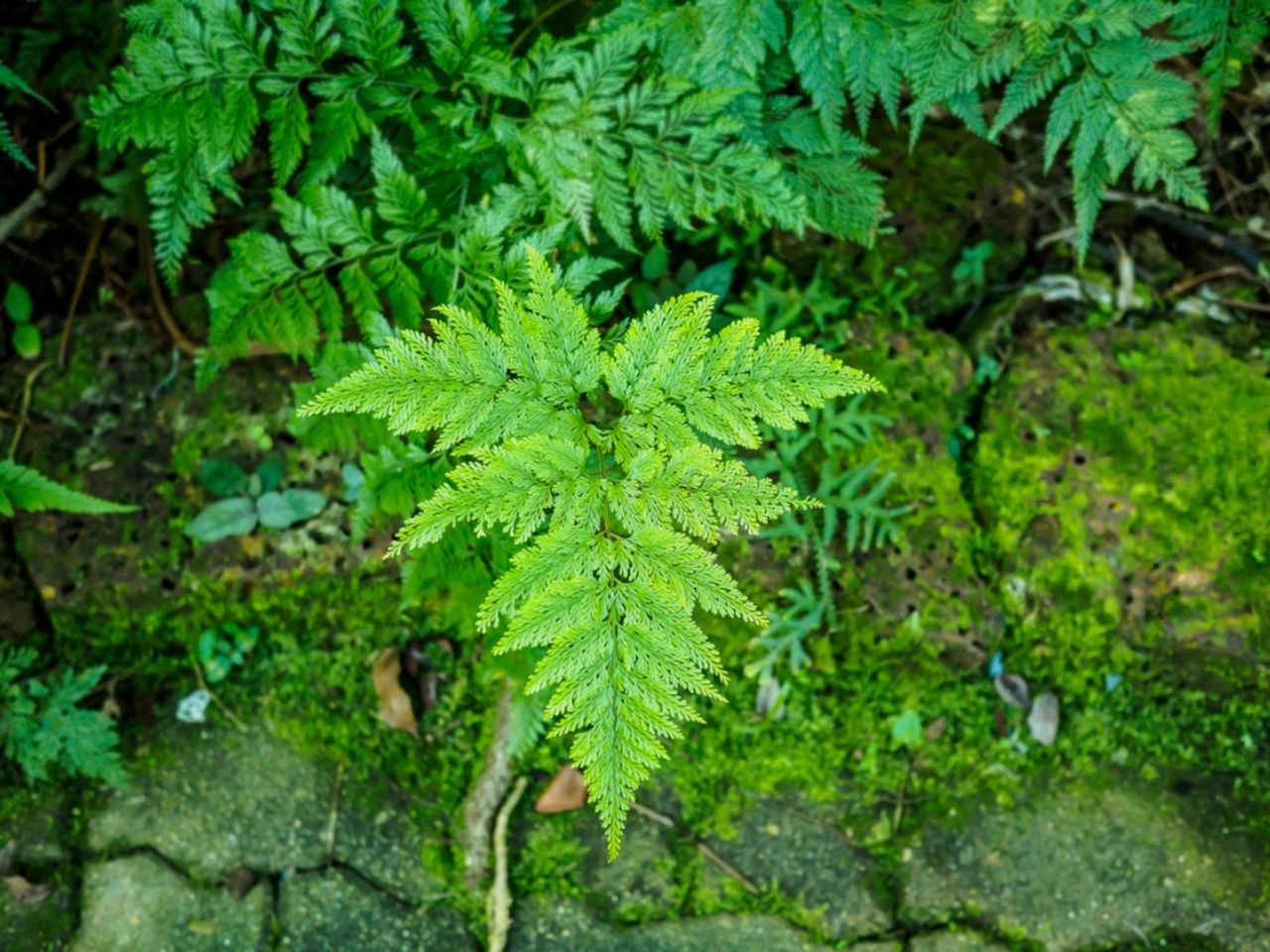 Green Rabbit&amp;#39;s Foot Fern