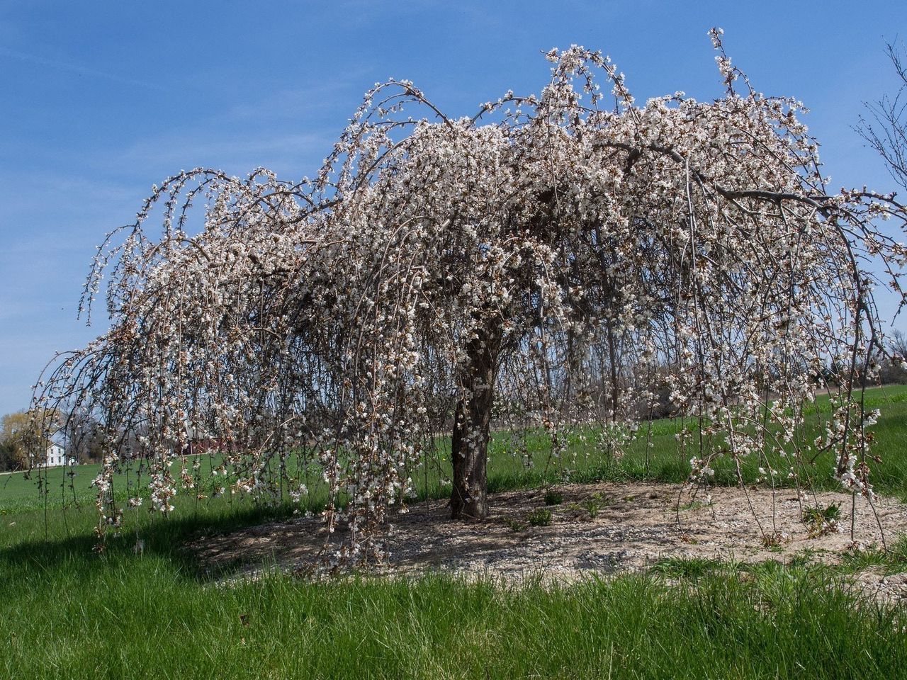 White Blooming Snofozam Tree