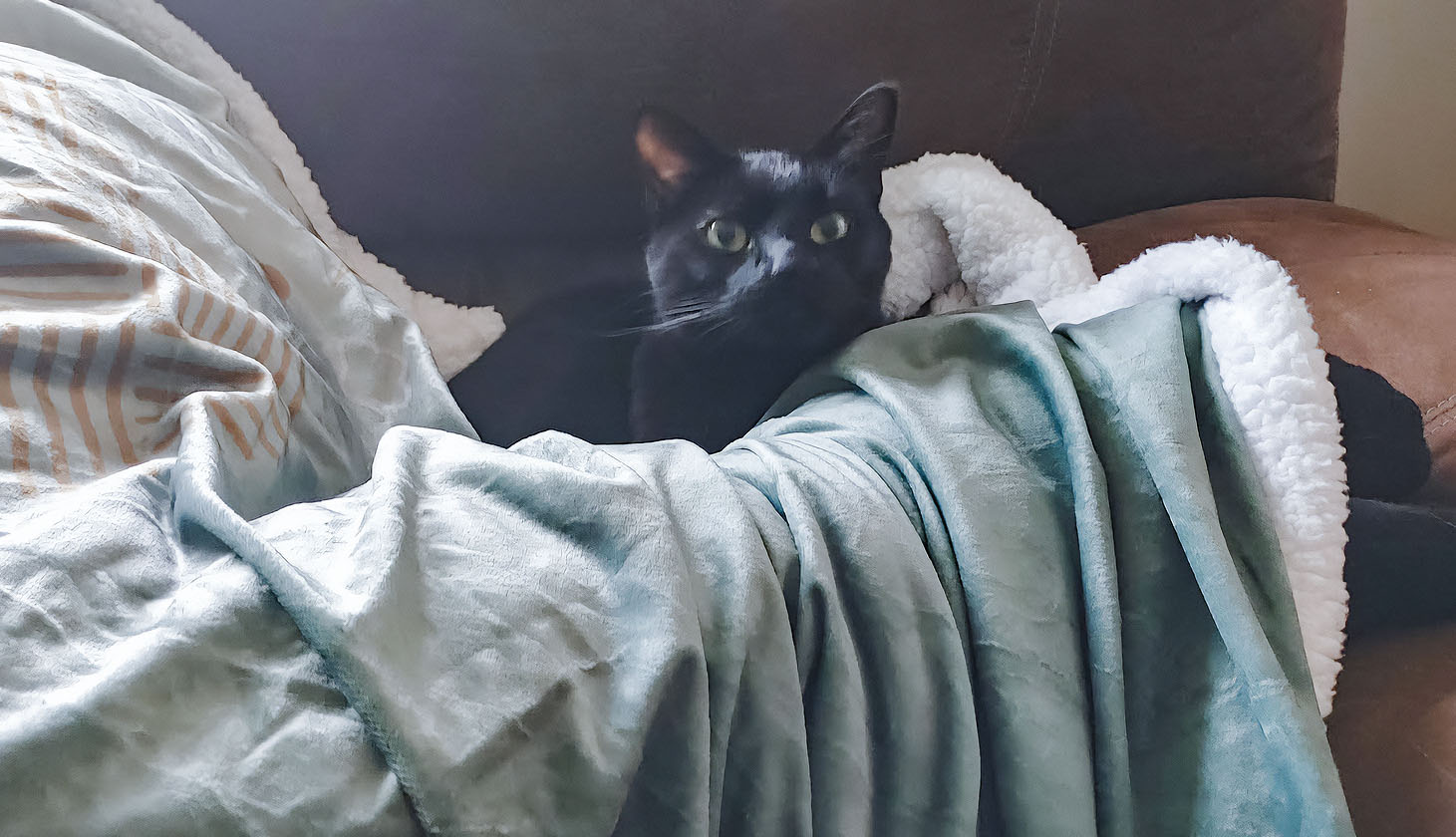 Original photo of a black cat in a blanket.