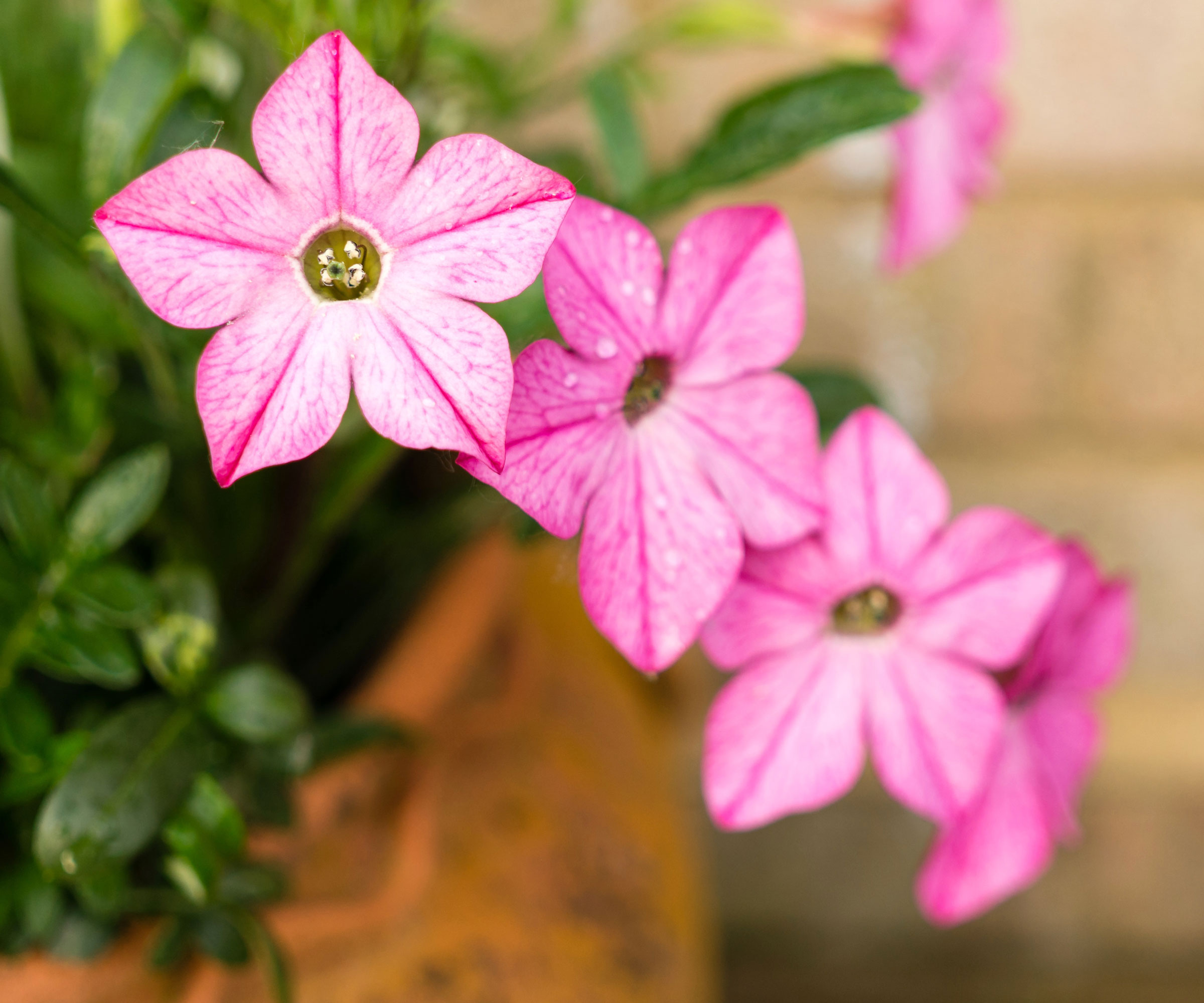 nicotiana plant with pink flowers growing in pot against a brick wall