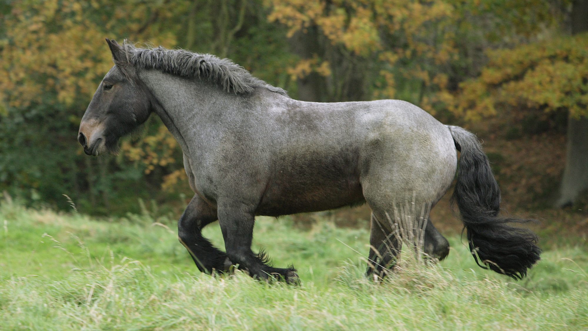 Blue roan Belgian Draft Horse cantering though a pasture