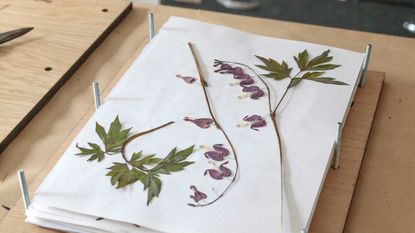 flowers of dicentra arranged in a flower press ready for pressing