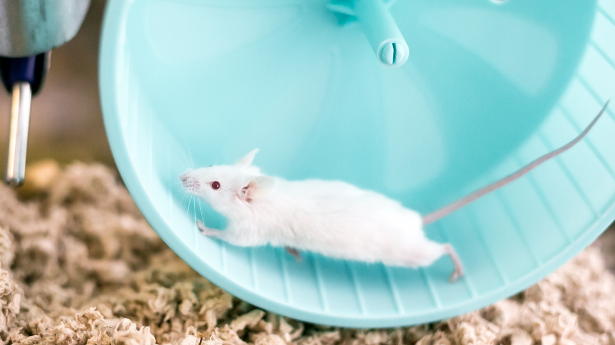 Brain benefits of exercise come from the bloodstream — and they may be ...