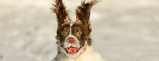 Silly Pets Sky Kids picture of a dog running through snow