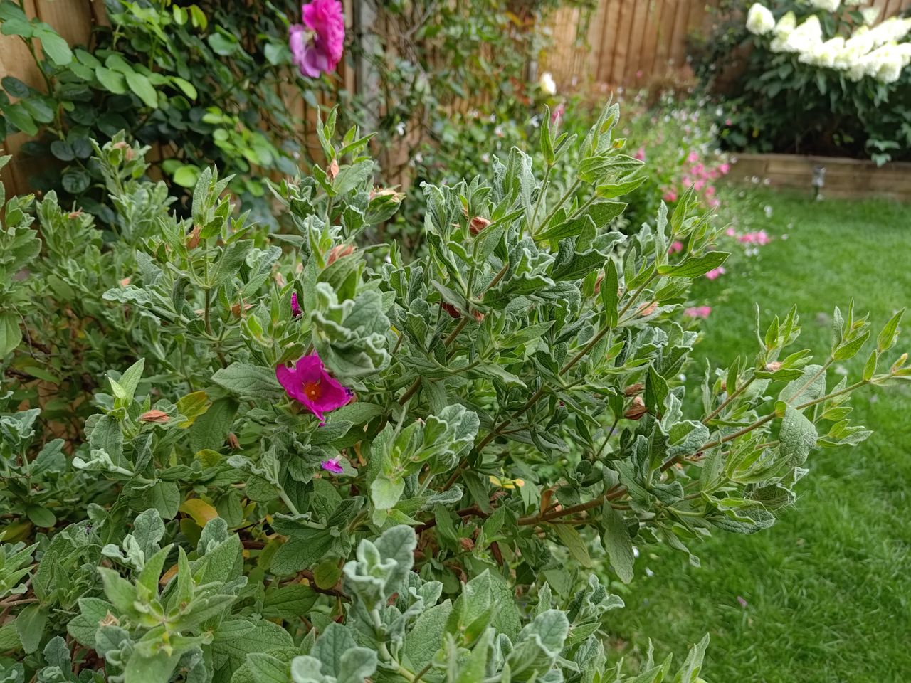 Photo captured on the Asus Zenfone 9