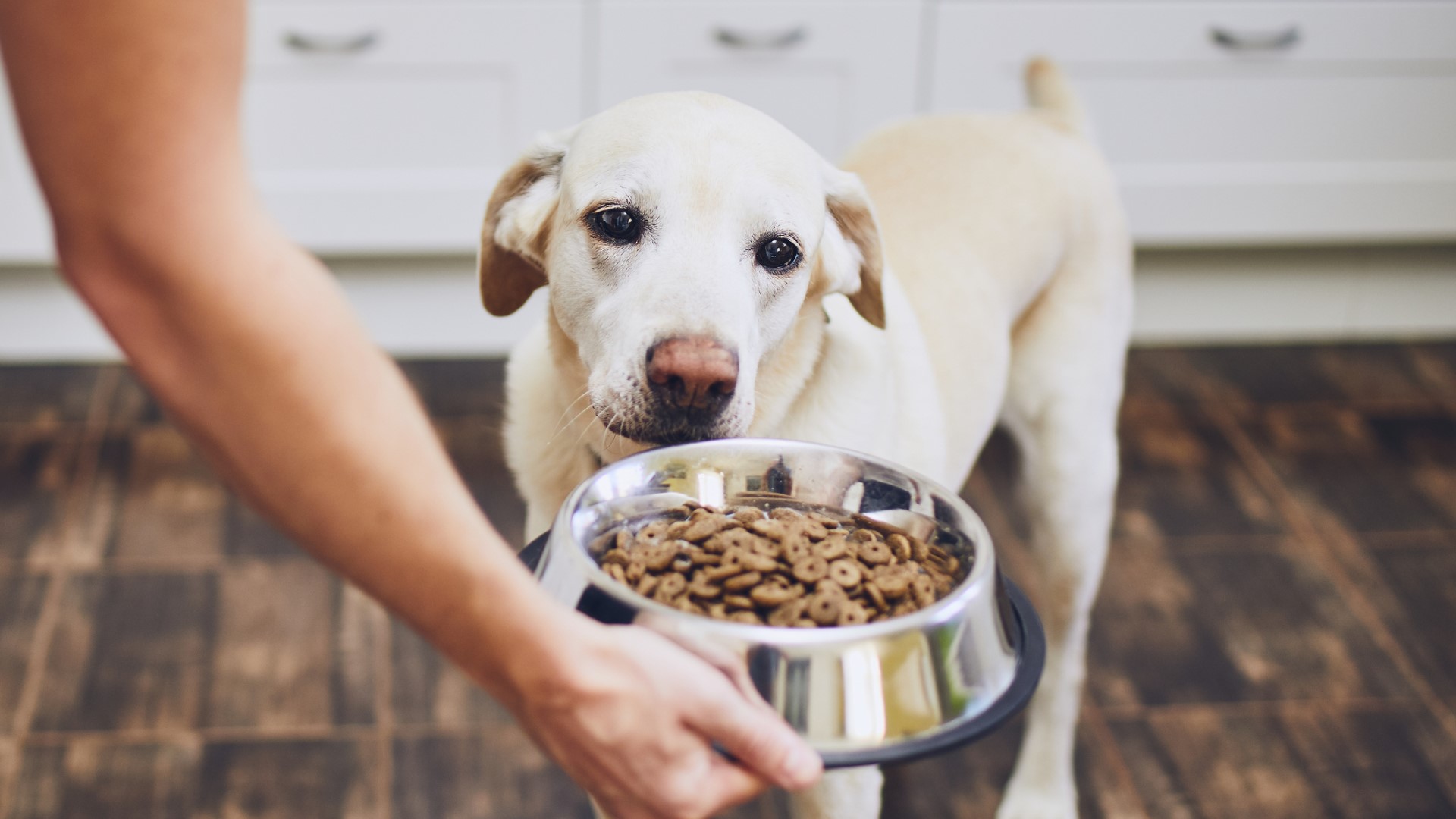 a person reaches a bowl of dog food toward a yellow lab mix