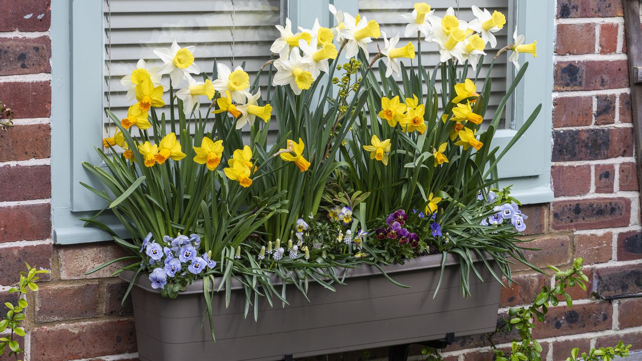 A window box in early spring with spring bulbs in full flower, including Narcissus &#039;Jetfire&#039;, Narcissus &#039;Smiling Sun&#039; and Muscari &#039;Siberian Tiger&#039;, interspersed with winter flowering violas and euphorbia. Now the hellebores are taking back stage, adding body and foliage.