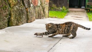 Tabby cat chasing a mouse outside.