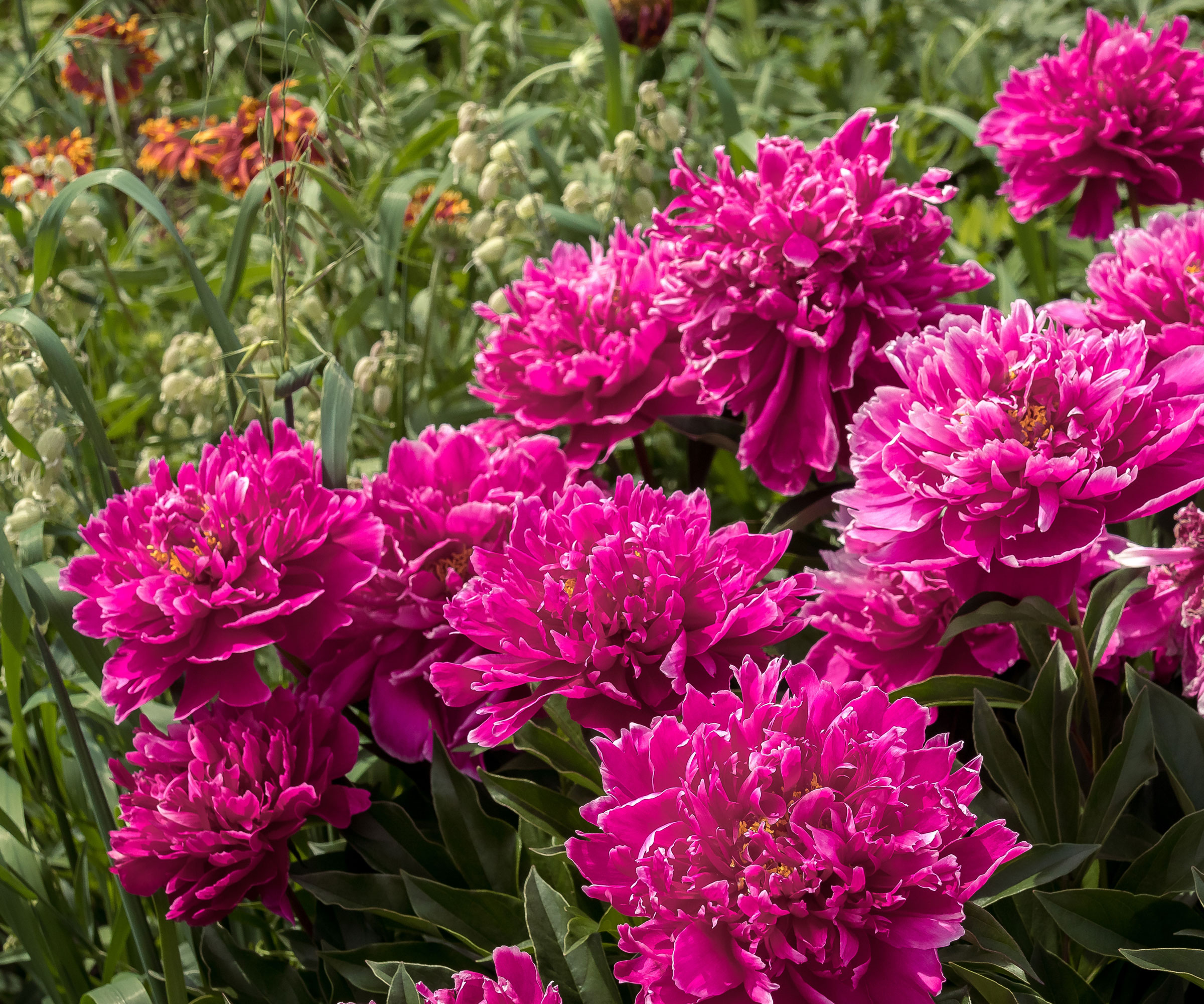 deep pink peony blossoms in garden