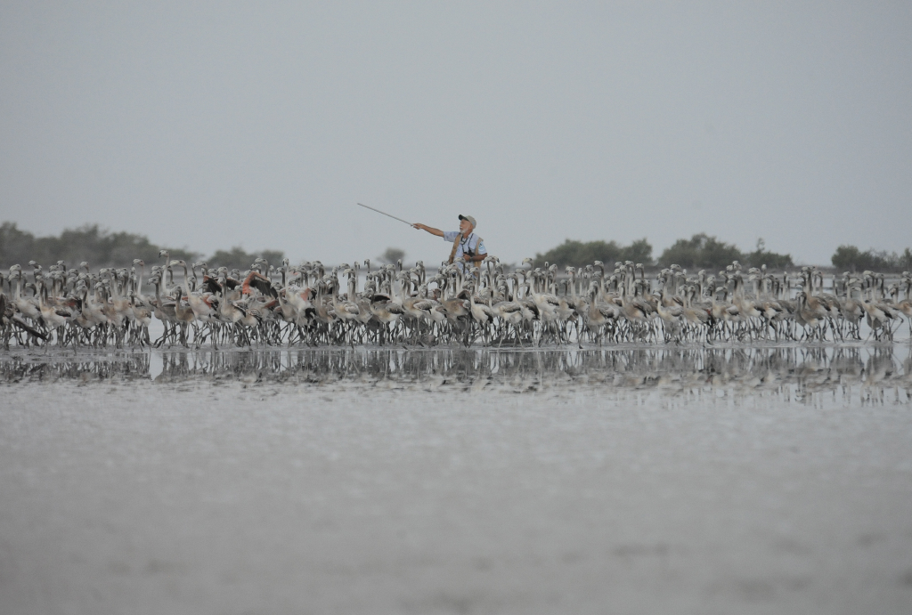 Flamingos moving toward corral