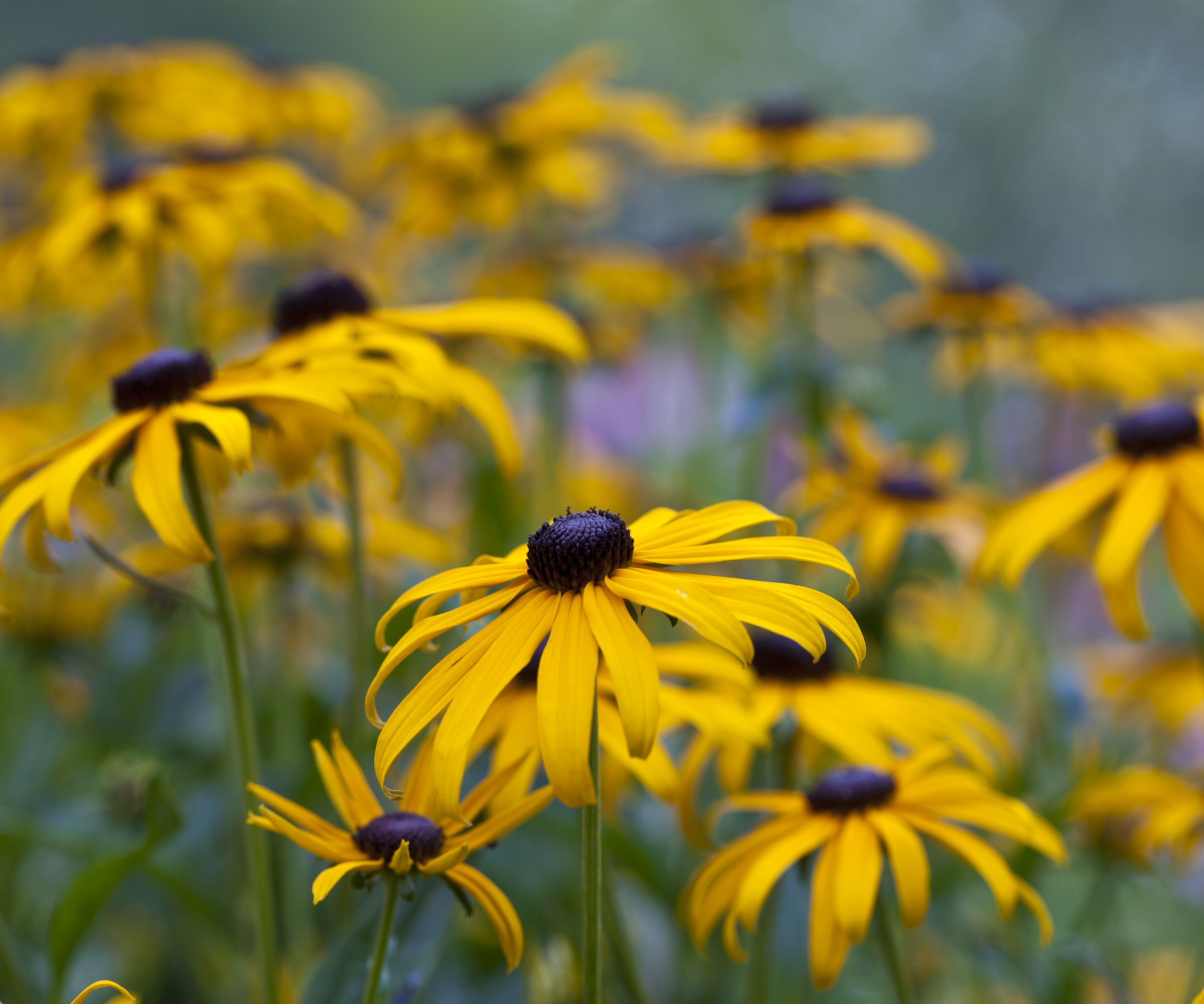 Black Eyed Susan, Rudbeckia fulgida