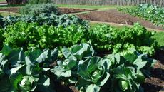 A vegetable garden with cabbage and other fall crops
