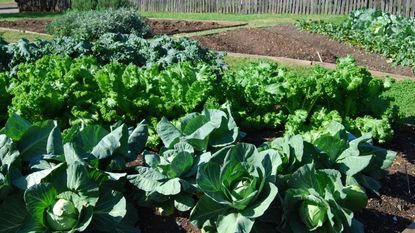 A vegetable garden with cabbage and other fall crops