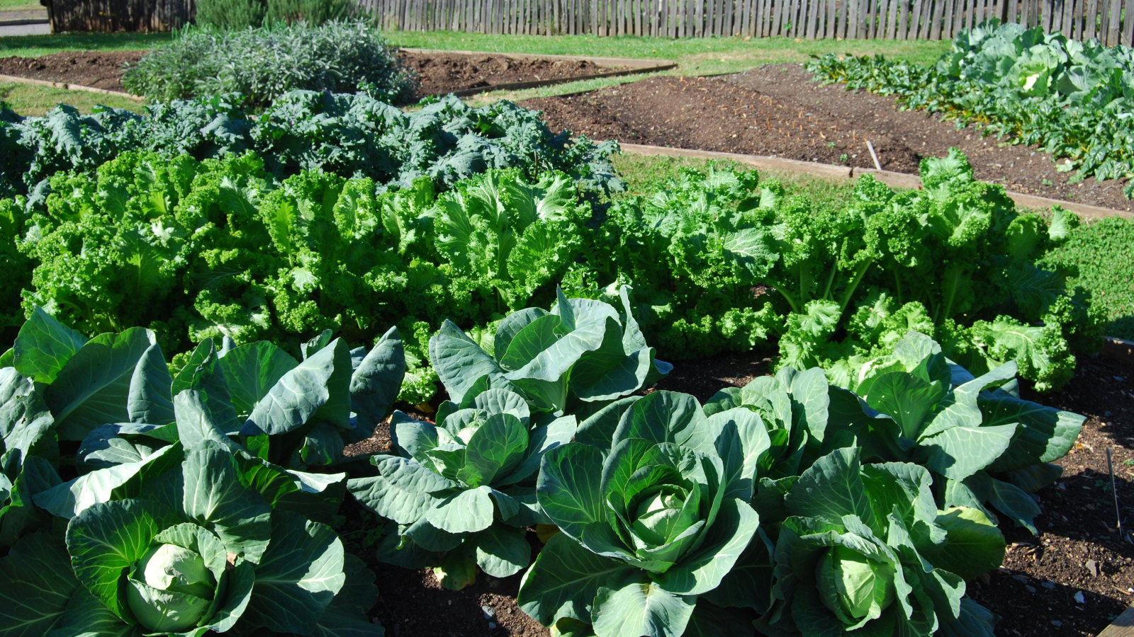 A vegetable garden with cabbage and other fall crops
