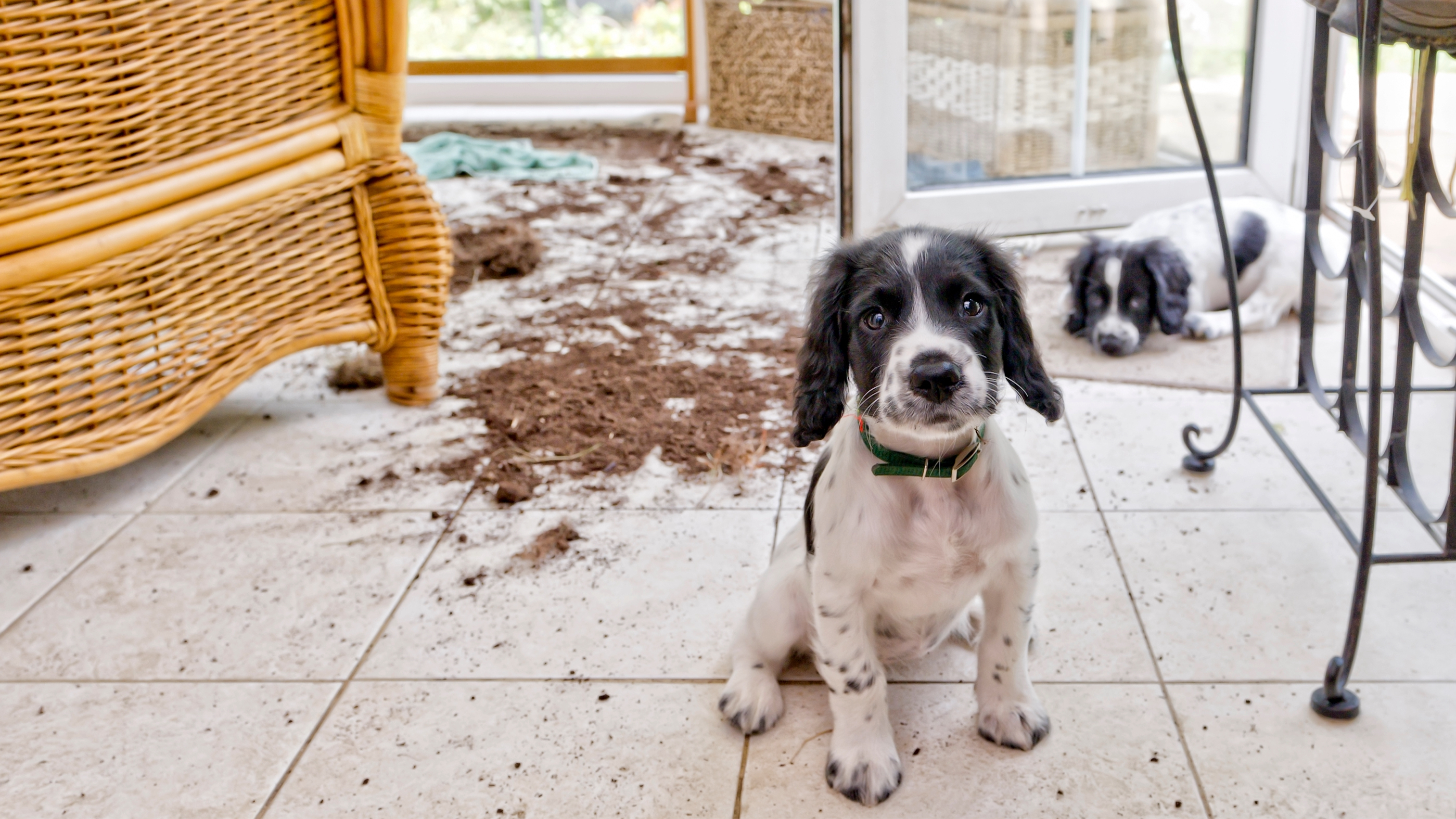 Dogs looking guilty next to mess