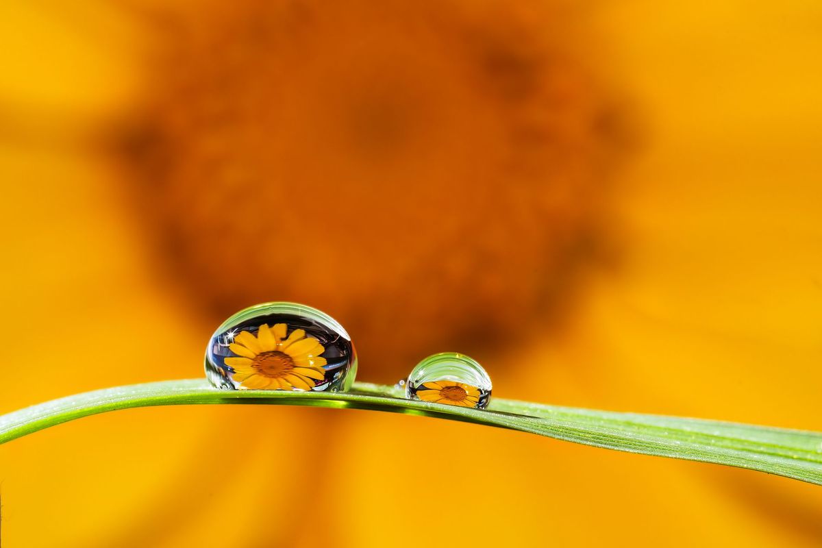 GuruShots - Moments in Macro