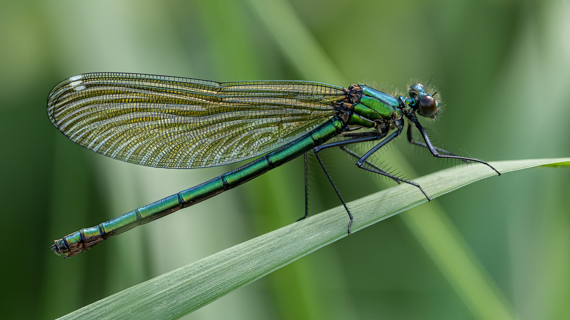 A close-up of a dragonfly on a plant