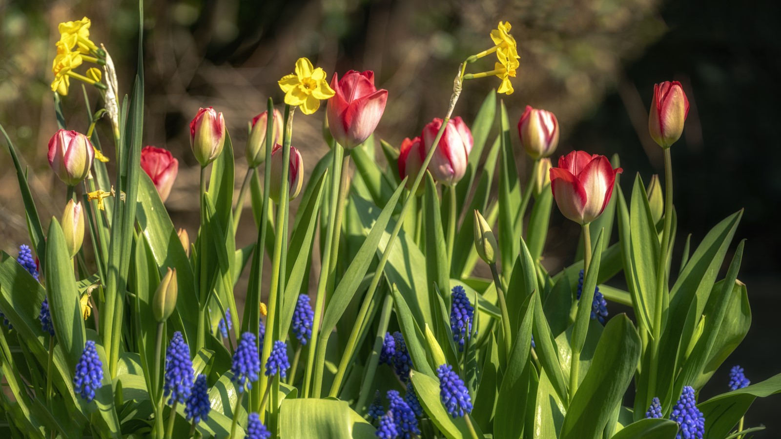 Spring bulbs planted together in a container