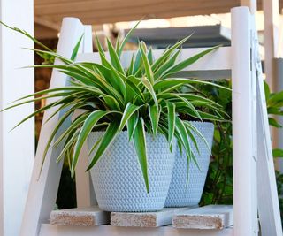 Chlorophytum in white flowerpot on wooden shelf . Ornamental plants in pot. Variegatum,comosum houseplant.