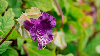 purple flower on cup and saucer vine