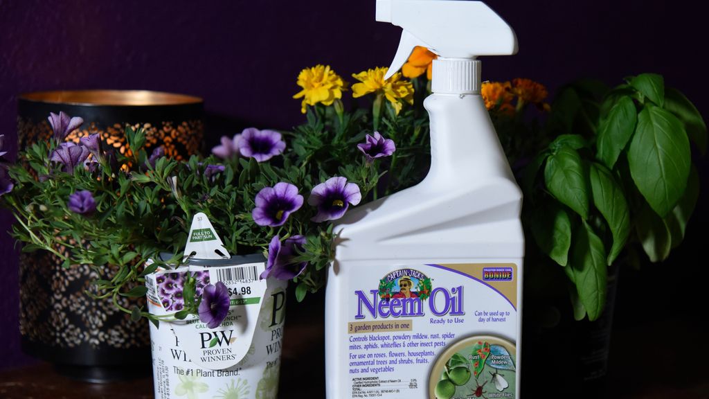 How to get rid of mealybugs and protect your houseplants | Tom's Guide