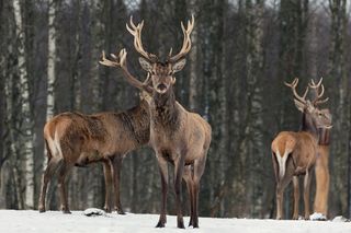 A group of deer in a forest