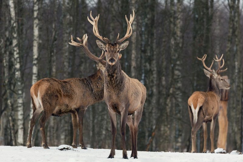 A group of deer in a forest