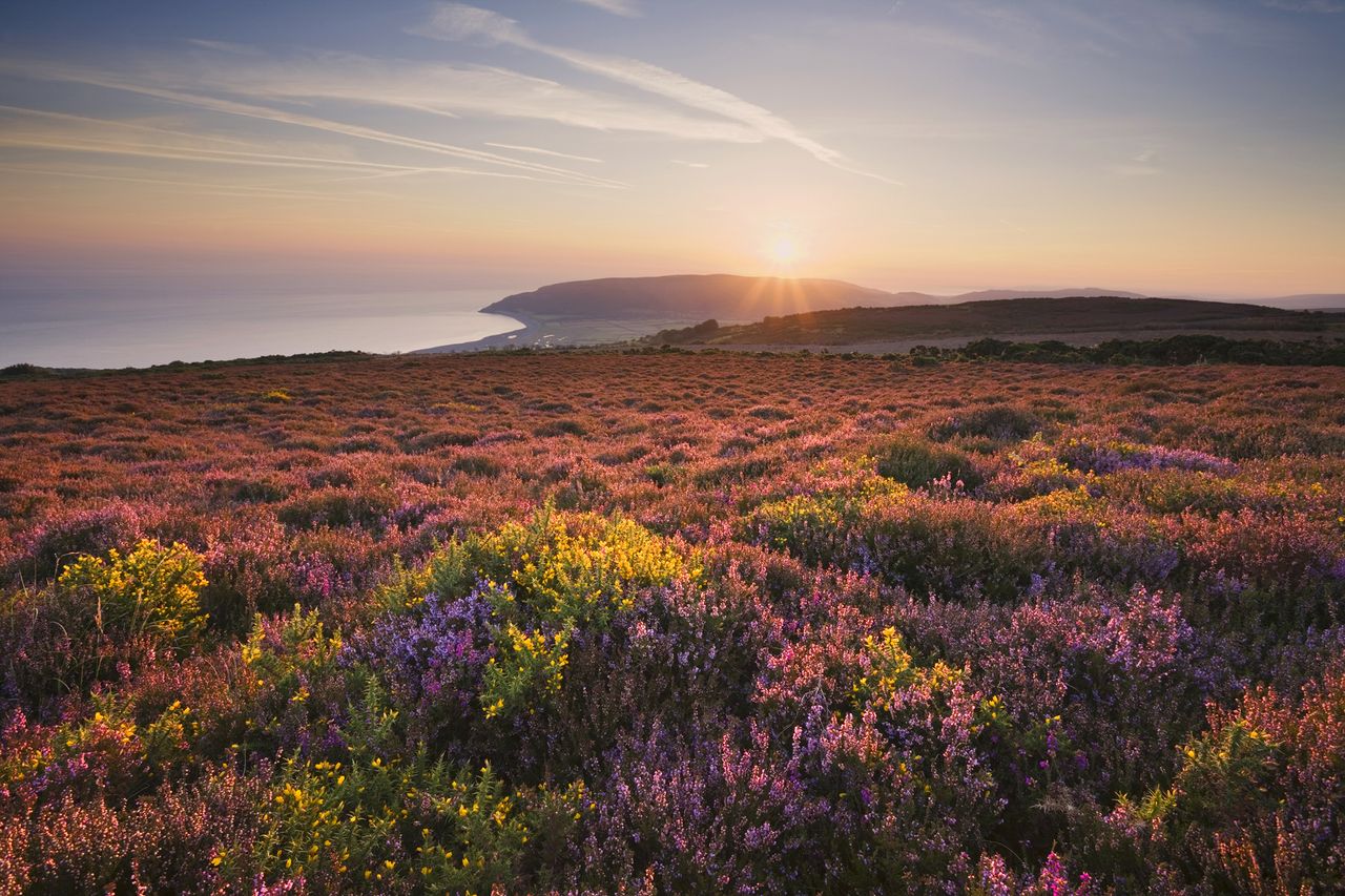 Porlock Common, Exmoor National Park.