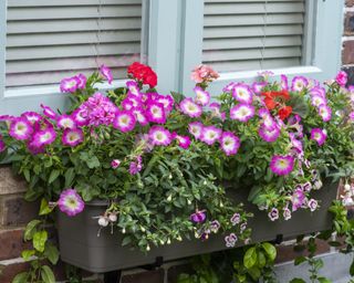 window box planted with a selection of colorful plants