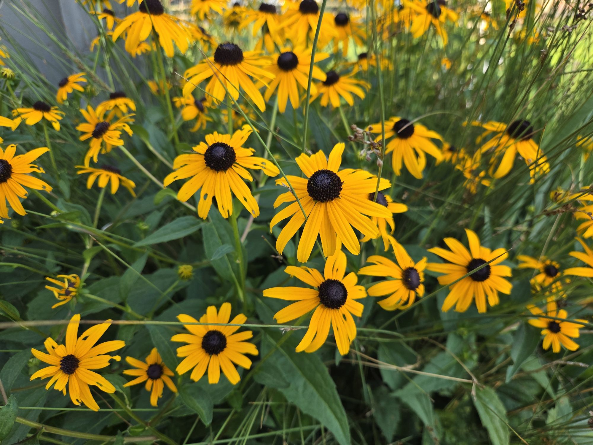 Samsung Galaxy Z Flip 6 camera sample.