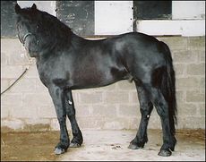 Maesmynach Nobleman