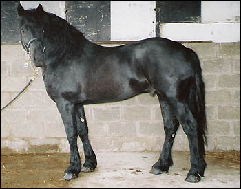 Maesmynach Nobleman