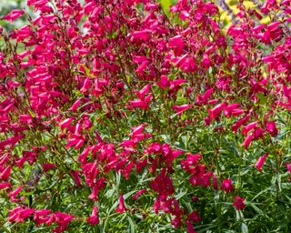 Salvia splendens