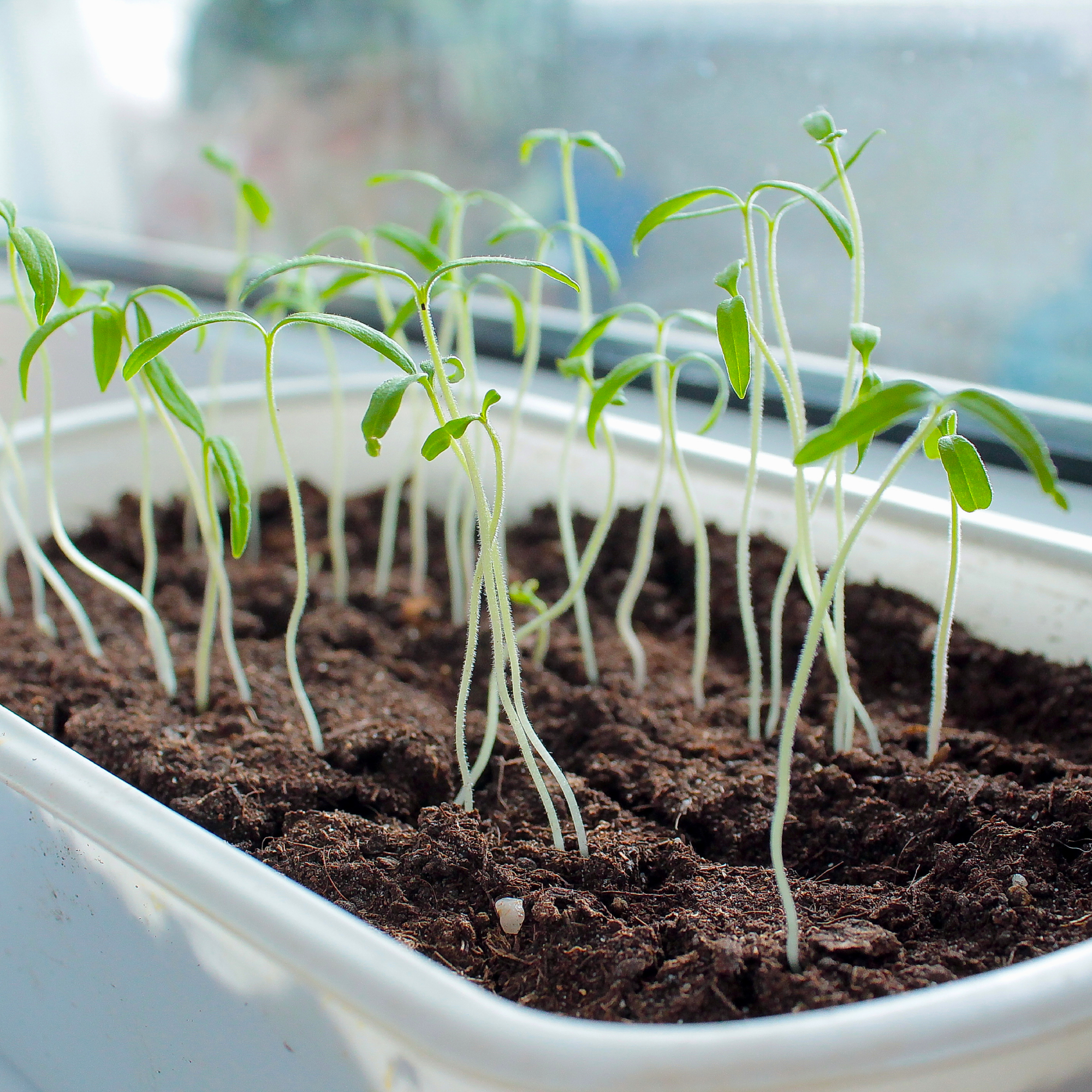 leggy seedlings growing in a tray on a windowsill