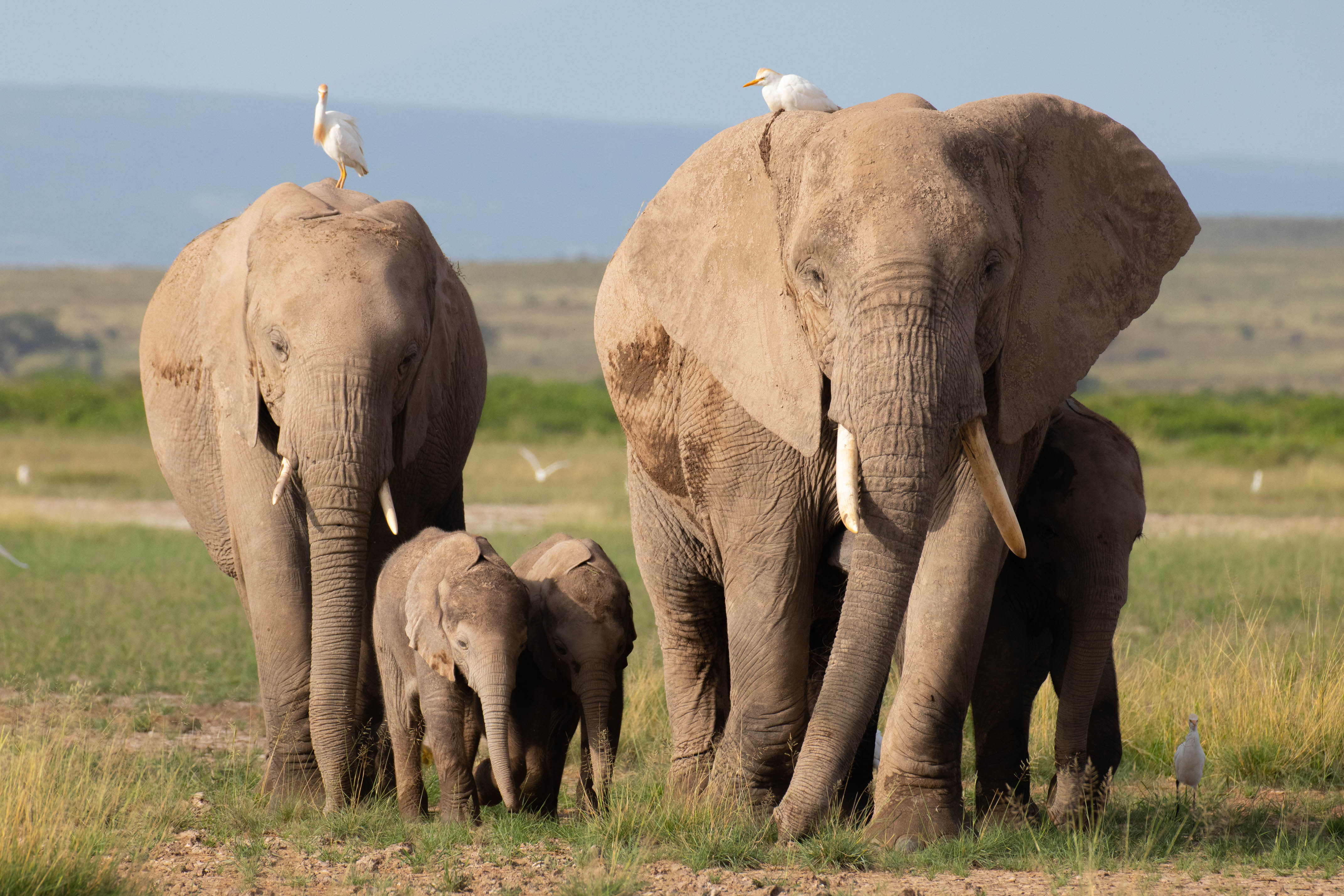 TV tonight Matriarch Angelina protects her young