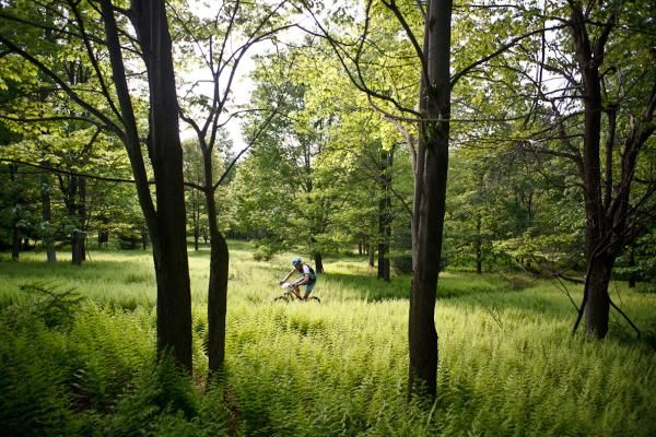Jim Wilson, the man behind Team CF, in a sea of ferns in a Pennylvania spring
