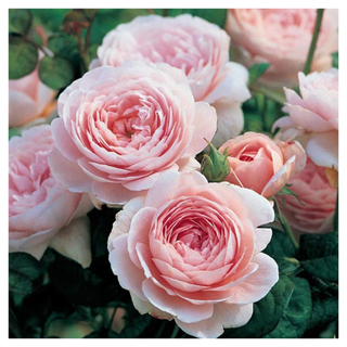 A bush of Queen of Sweden roses