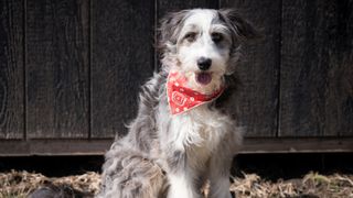 Bearded collie