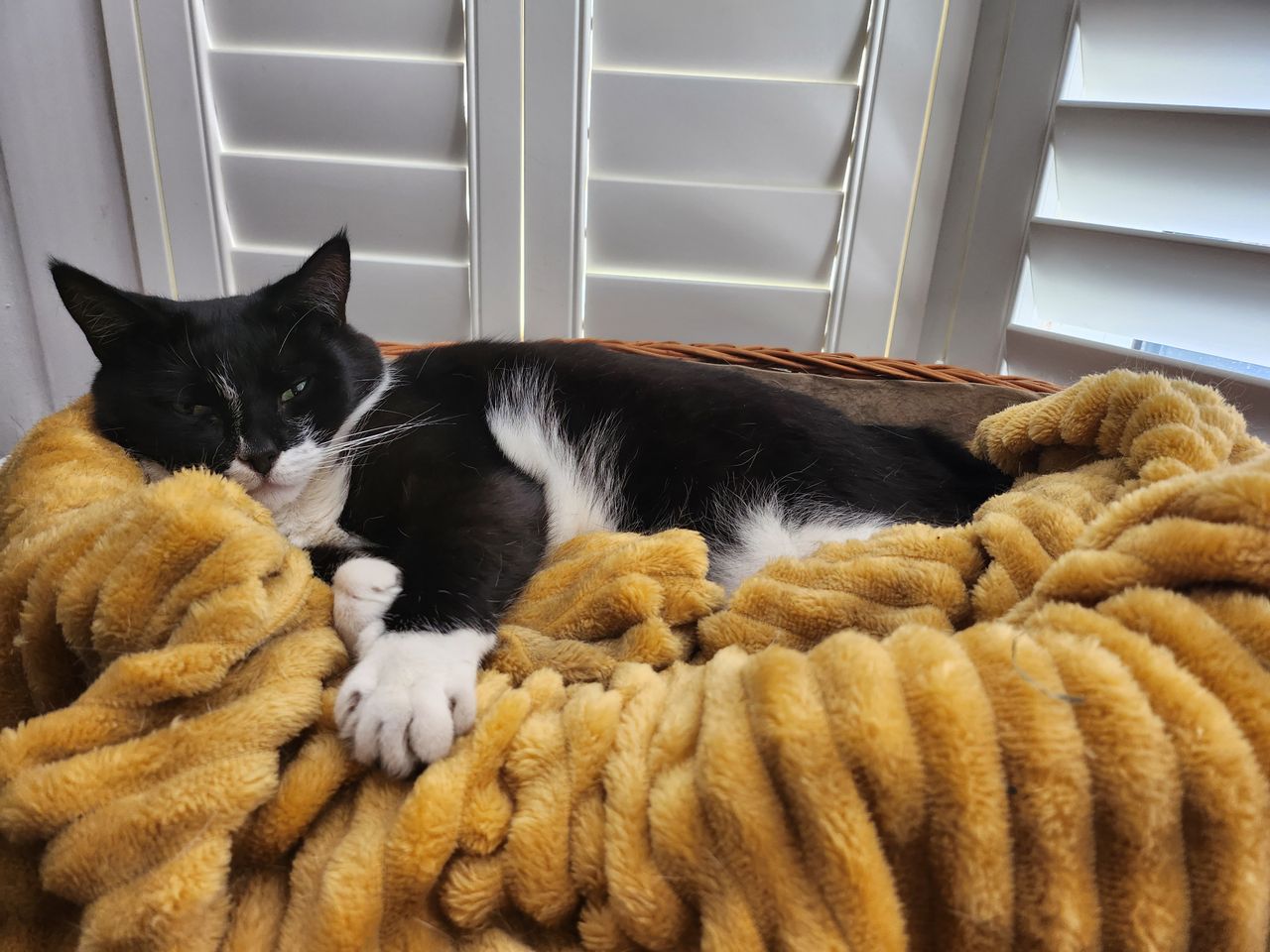Samsung Galaxy Z Flip 4 camera sample cat basket main