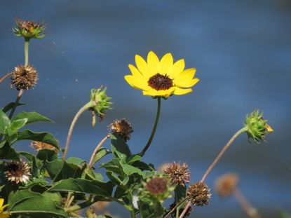 Yellow Flowered Florida Plant