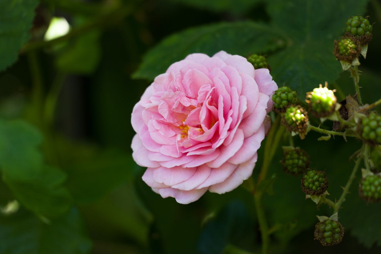 Sample image with Leica Vario-Elmarit-SL 100-400mm f/5-6.3