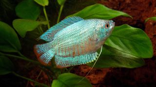 Powder blue dwarf gourami