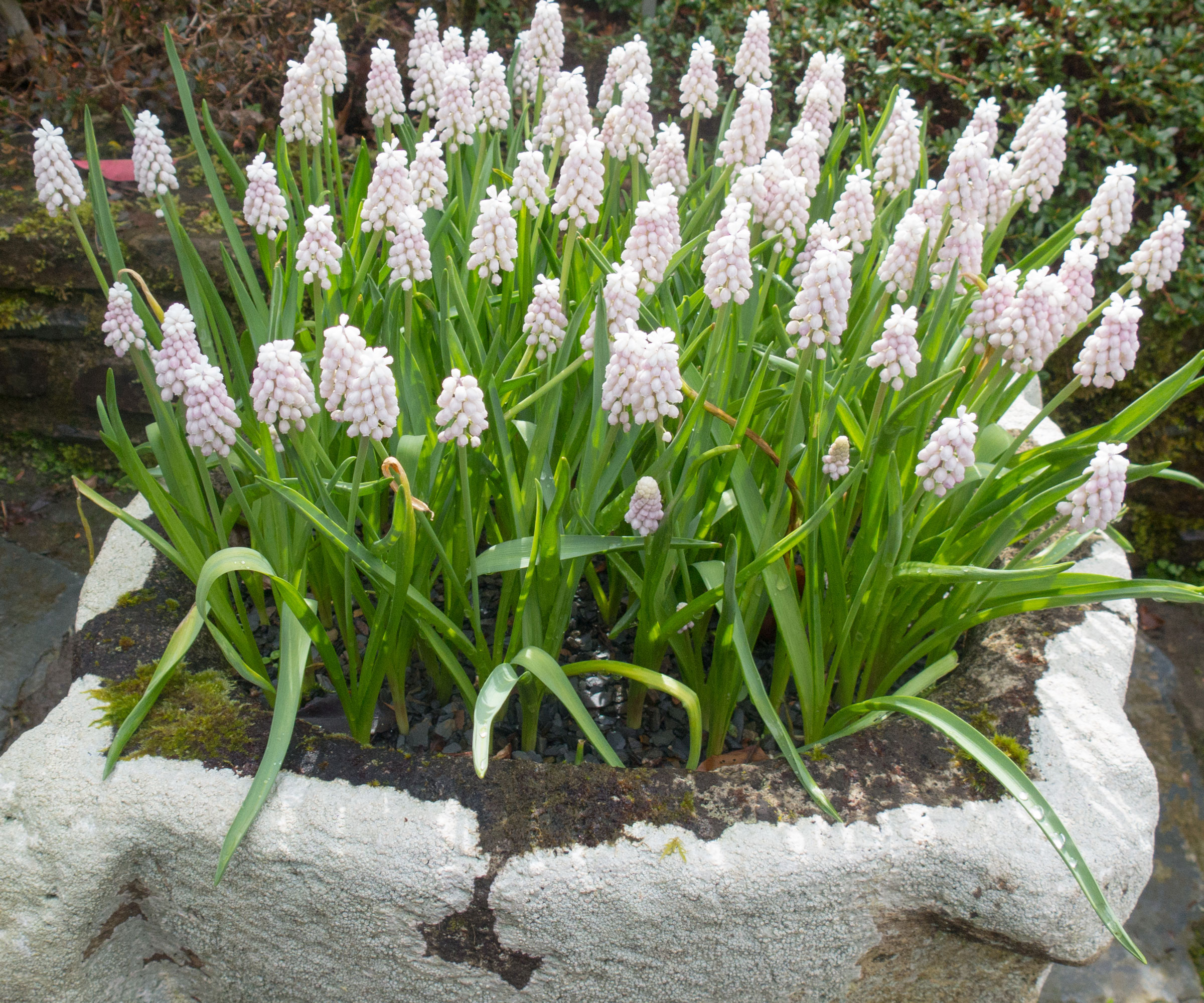 white grape hyacinths growing in white planter