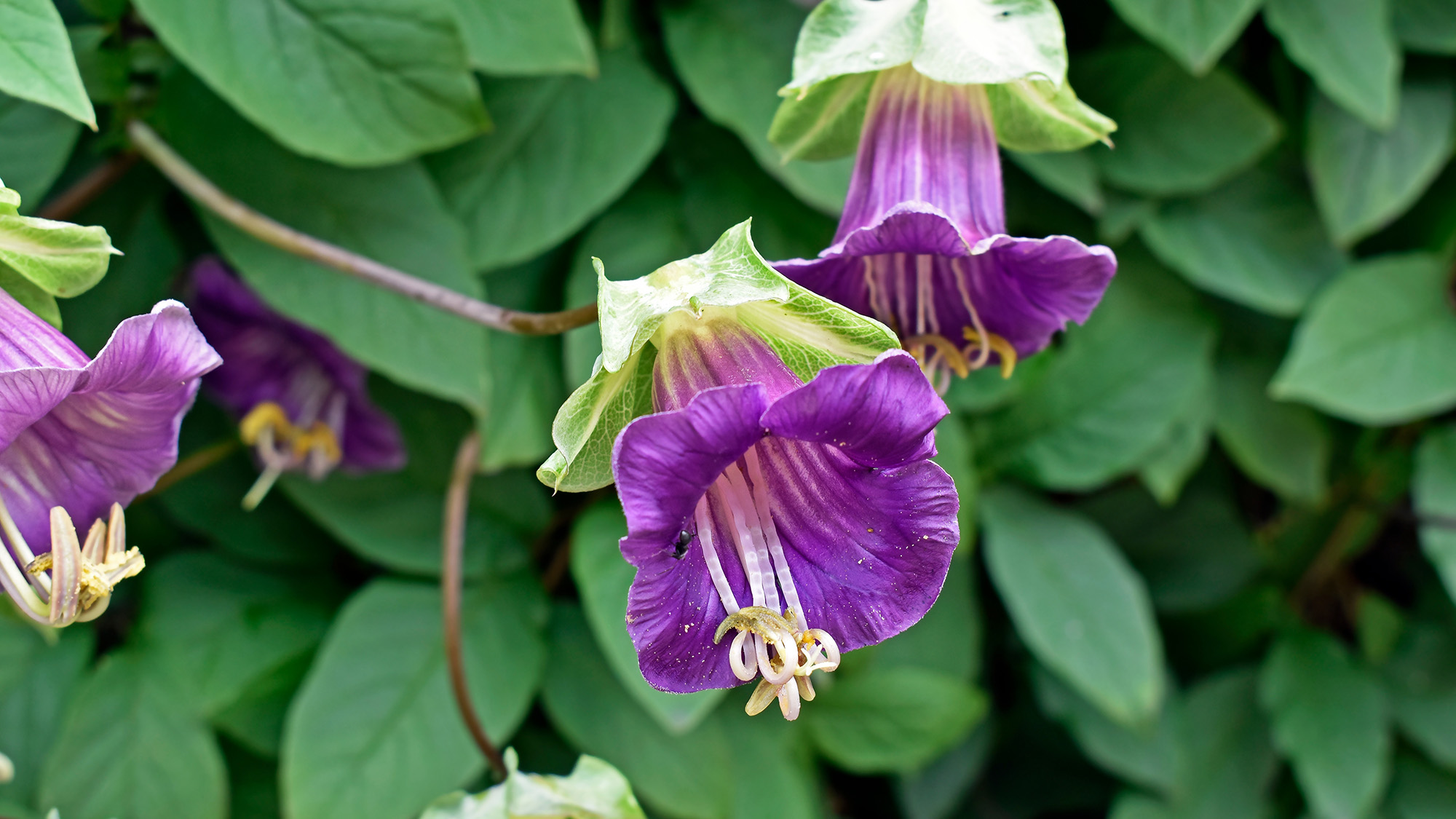 Cup and saucer vine