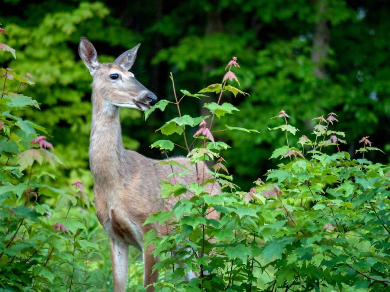 Deer Eating A Plant